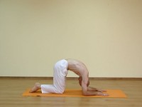 Yoga asana: 128-Marjaryasana C
